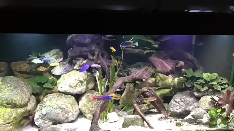 Aquarium Malawi Mix &amp; Friends von Wolli (5)