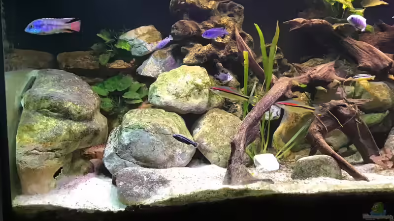 Aquarium Malawi Mix &amp; Friends von Wolli (6)