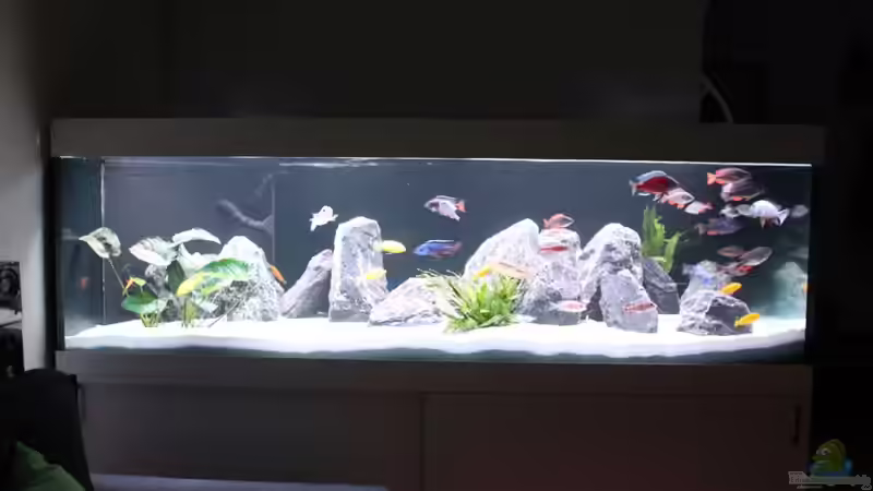 Aquarium Malawi Non-Mbuna von andi15 (2)