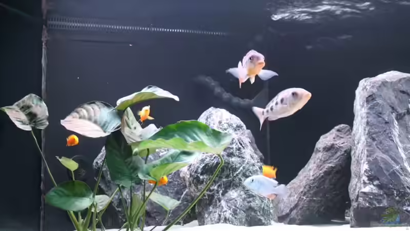 Aquarium Malawi Non-Mbuna von andi15 (3)