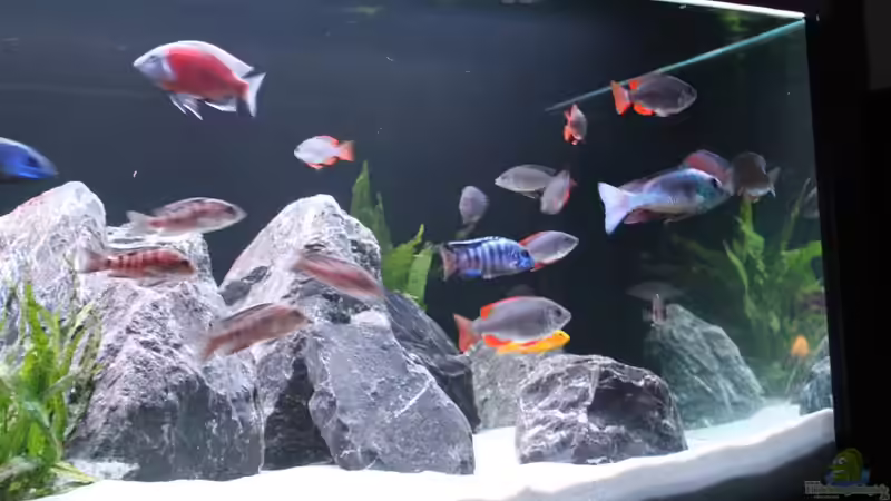 Aquarium Malawi Non-Mbuna von andi15 (4)