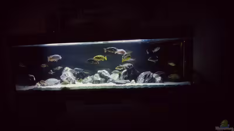 Aquarium Malawi Nonmbunas von Ella Tinkerbella (2)