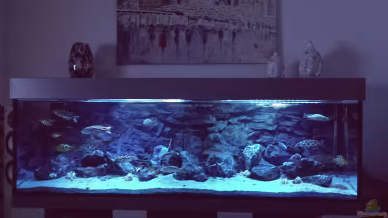 Aquarium Malawi Nonmbunas von Ella Tinkerbella (6)