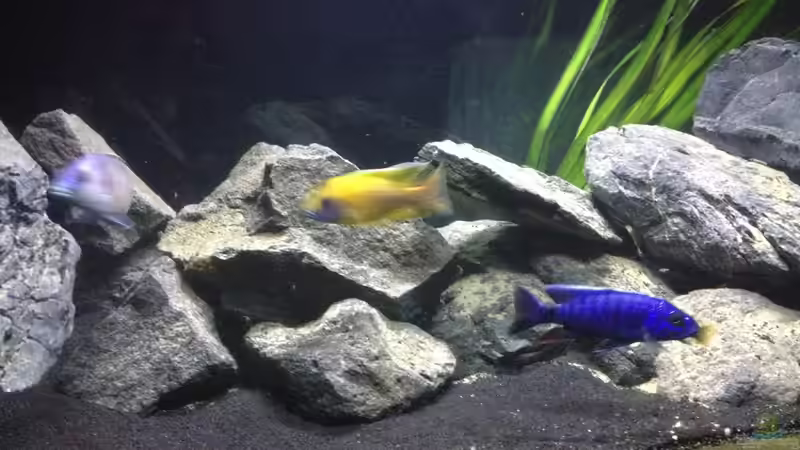 Aquarium Malawi (nur noch als Beispiel) von der Steirer (3)