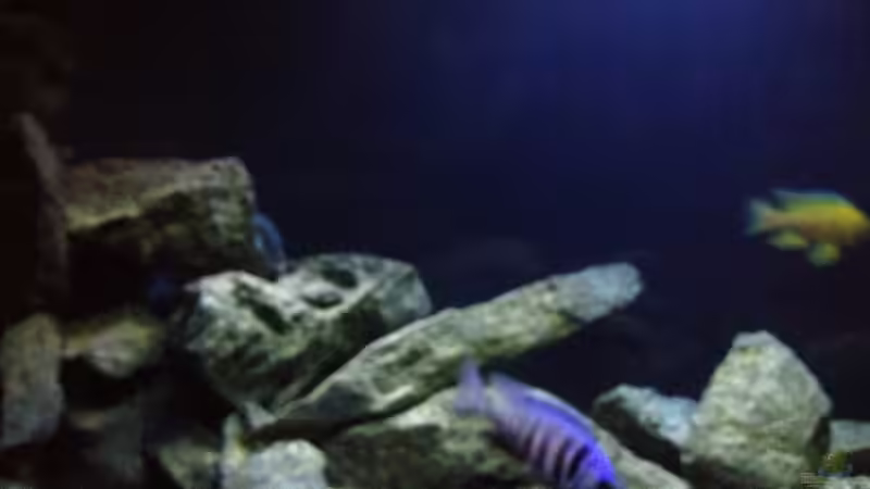 Aquarium Malawi (nur noch als Beispiel) von der Steirer (8)