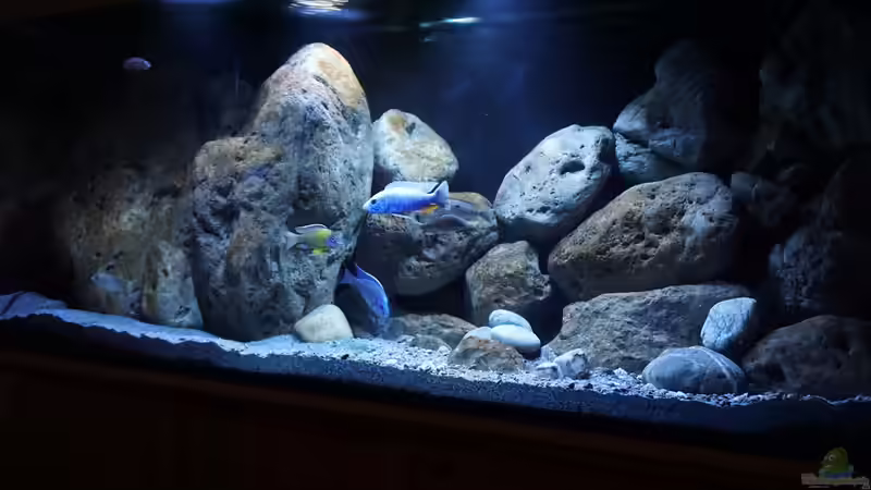 Aquarium Malawi (nur noch Beispiel) von andreas32 (10)