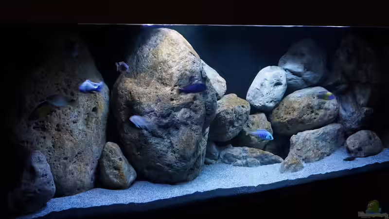 Aquarium Malawi (nur noch Beispiel) von andreas32 (14)
