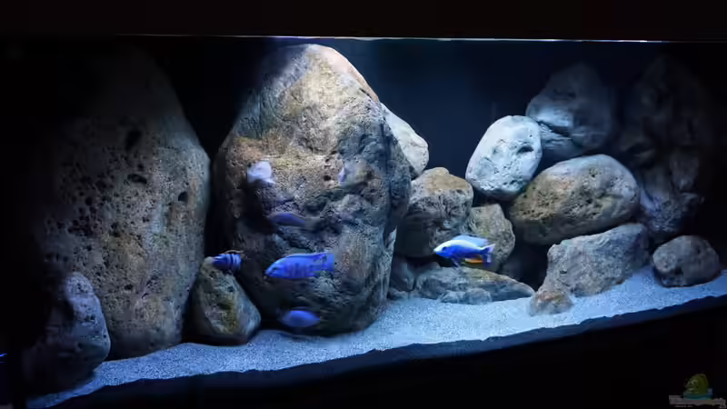 Aquarium Malawi (nur noch Beispiel) von andreas32 (15)