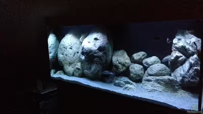 Aquarium Malawi (nur noch Beispiel) von andreas32 (16)