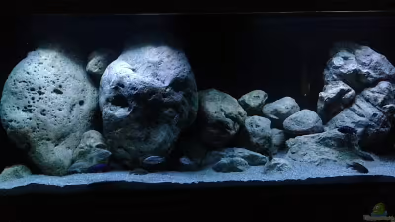 Aquarium Malawi (nur noch Beispiel) von andreas32 (17)