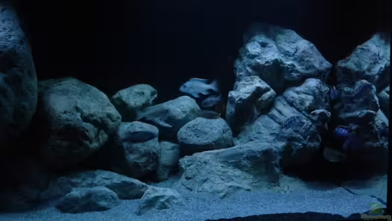 Aquarium Malawi (nur noch Beispiel) von andreas32 (18)