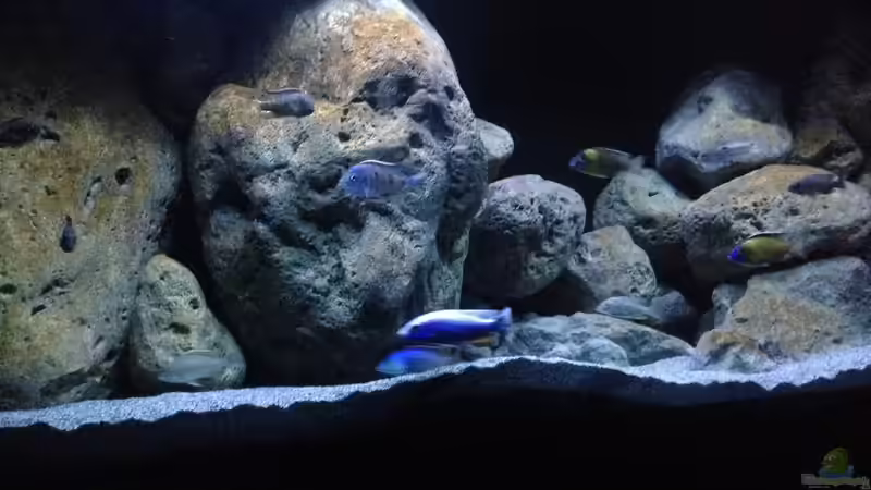 Aquarium Malawi (nur noch Beispiel) von andreas32 (19)