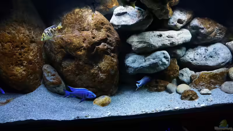Aquarium Malawi (nur noch Beispiel) von andreas32 (2)