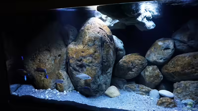 Aquarium Malawi (nur noch Beispiel) von andreas32 (3)