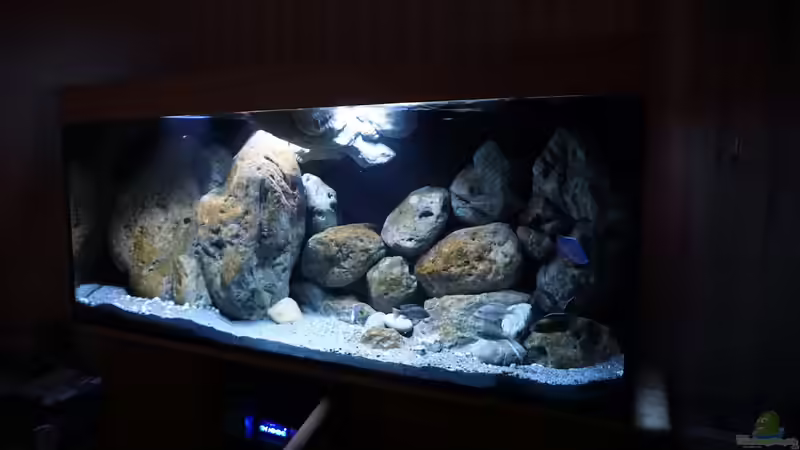 Aquarium Malawi (nur noch Beispiel) von andreas32 (4)