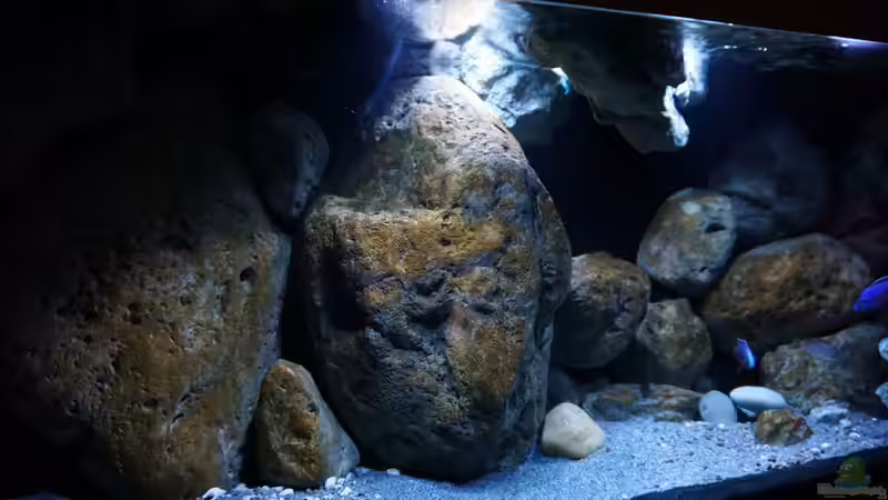 Aquarium Malawi (nur noch Beispiel) von andreas32 (5)