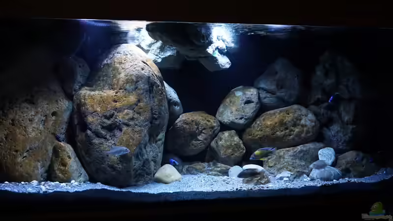 Aquarium Malawi (nur noch Beispiel) von andreas32 (6)