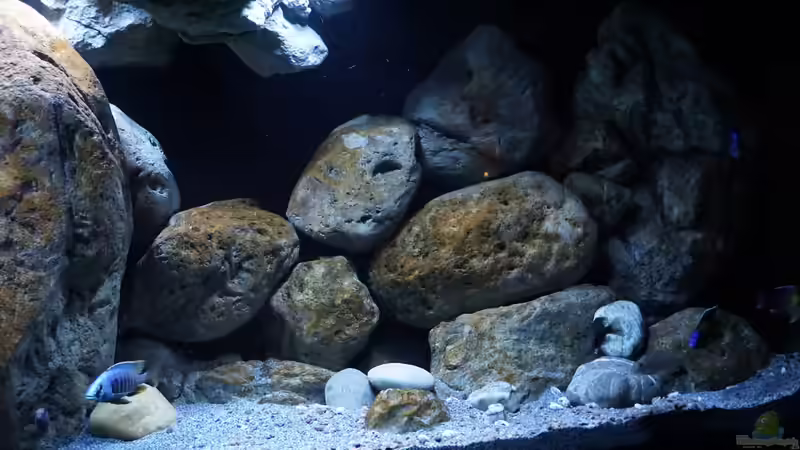 Aquarium Malawi (nur noch Beispiel) von andreas32 (7)