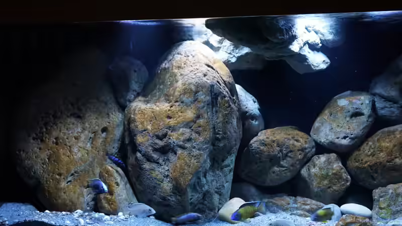 Aquarium Malawi (nur noch Beispiel) von andreas32 (8)