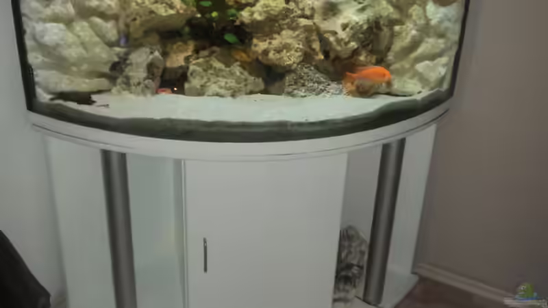 Aquarium Malawi Panorama Eckbecken von malawifans (2)