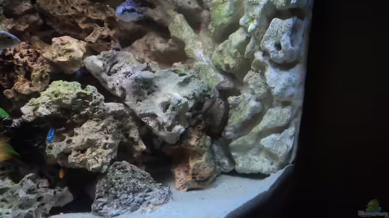 Aquarium Malawi Panorama Eckbecken von malawifans (3)