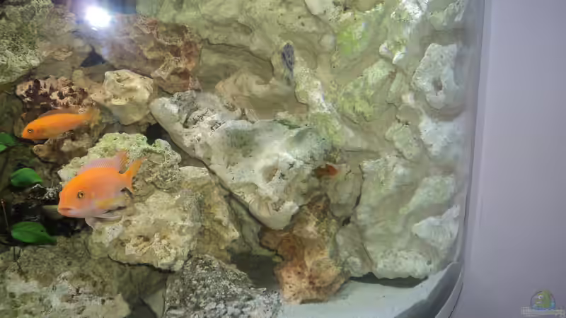 Aquarium Malawi Panorama Eckbecken von malawifans (4)