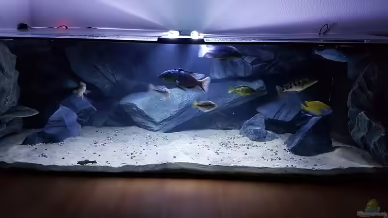 Aquarium Malawi Paradise von Tobi W. (3)