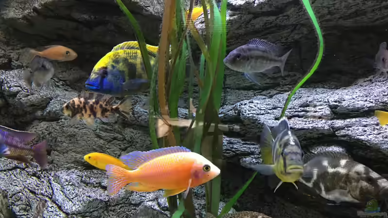 Aquarium Malawi Purkersdorf von Purki (10)