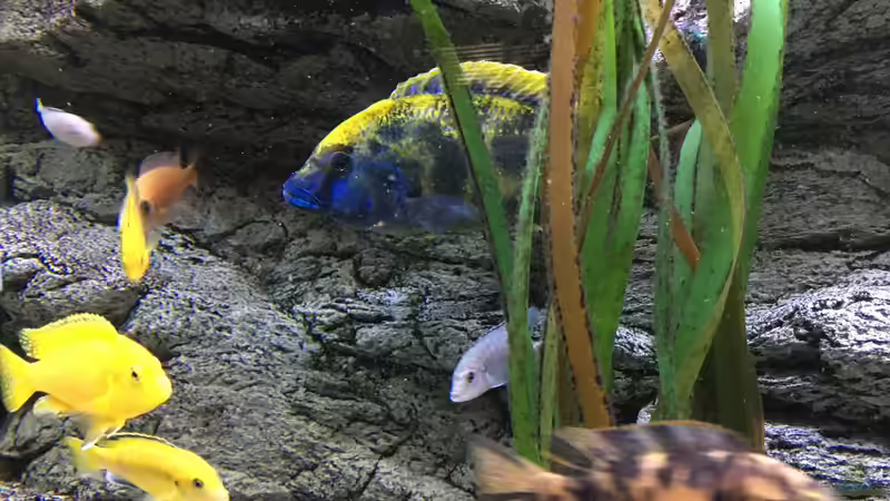 Aquarium Malawi Purkersdorf von Purki (11)