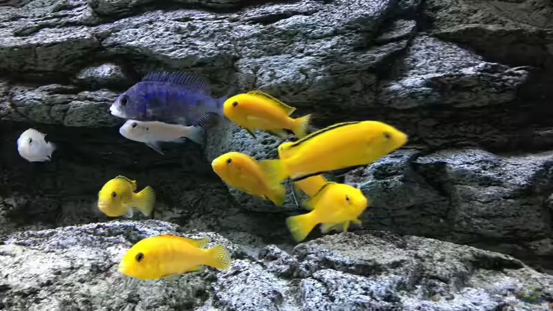 Aquarium Malawi Purkersdorf von Purki (12)