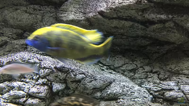 Aquarium Malawi Purkersdorf von Purki (14)