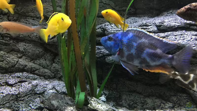 Aquarium Malawi Purkersdorf von Purki (15)