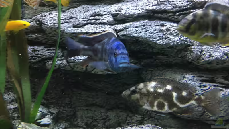Aquarium Malawi Purkersdorf von Purki (16)