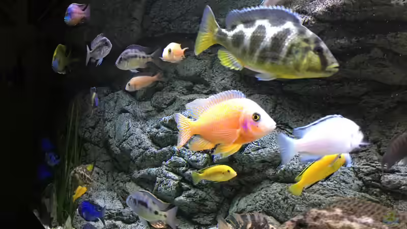 Aquarium Malawi Purkersdorf von Purki (17)