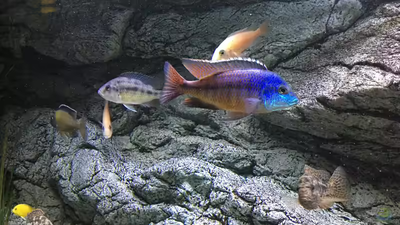 Aquarium Malawi Purkersdorf von Purki (19)