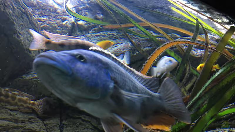 Aquarium Malawi Purkersdorf von Purki (2)
