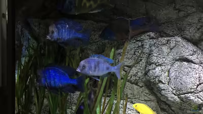 Aquarium Malawi Purkersdorf von Purki (20)