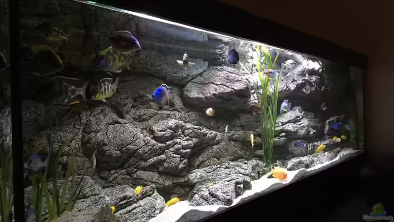 Aquarium Malawi Purkersdorf von Purki (21)