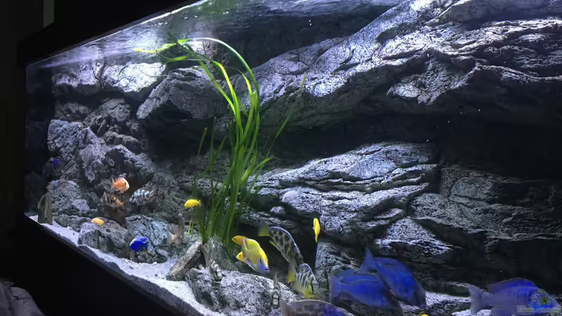 Aquarium Malawi Purkersdorf von Purki (22)