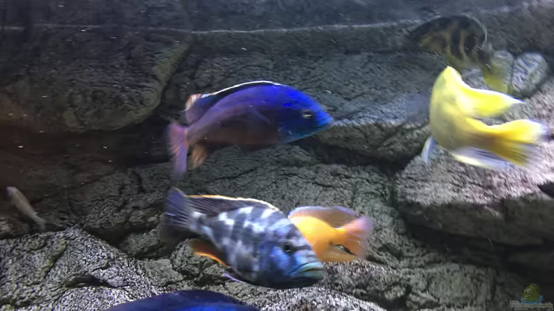 Aquarium Malawi Purkersdorf von Purki (23)