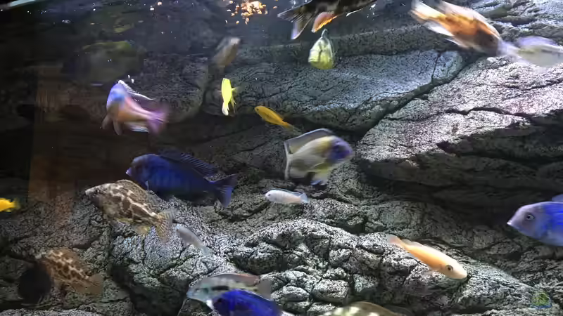 Aquarium Malawi Purkersdorf von Purki (25)