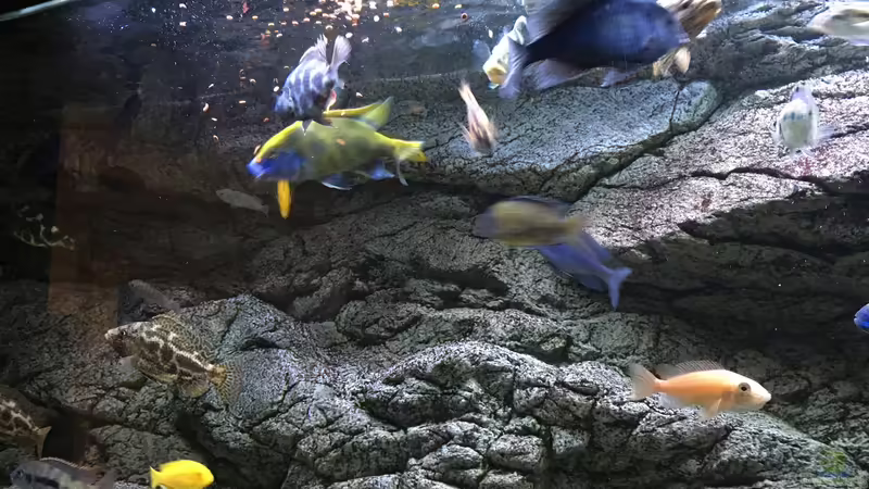 Aquarium Malawi Purkersdorf von Purki (27)