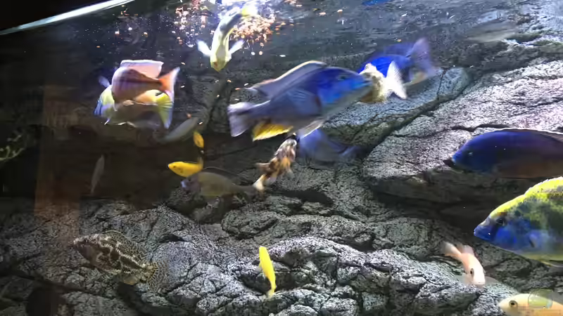 Aquarium Malawi Purkersdorf von Purki (28)