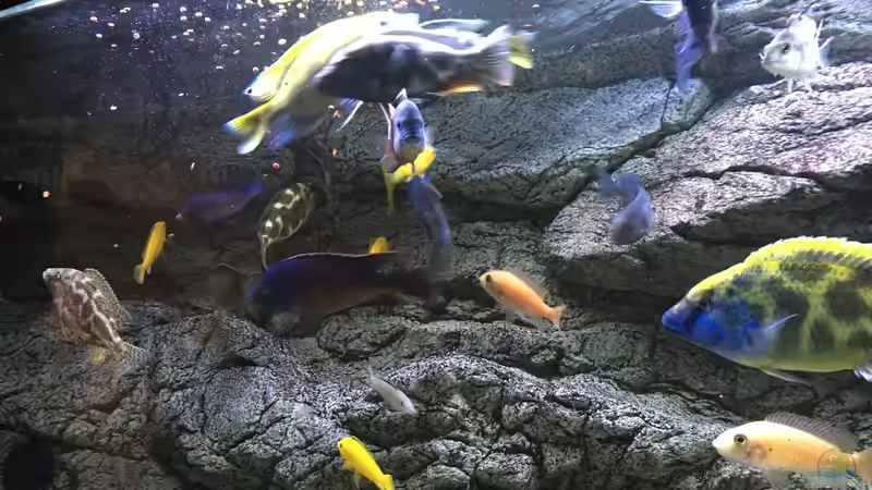 Aquarium Malawi Purkersdorf von Purki (29)