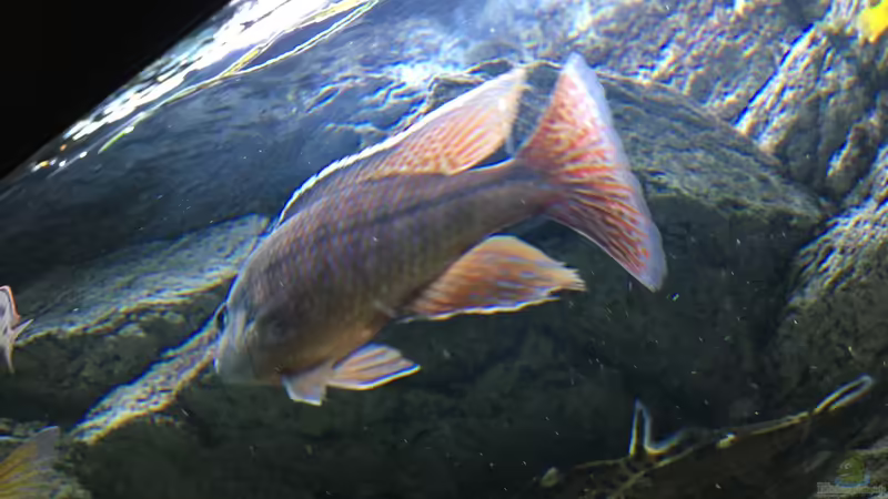 Aquarium Malawi Purkersdorf von Purki (3)