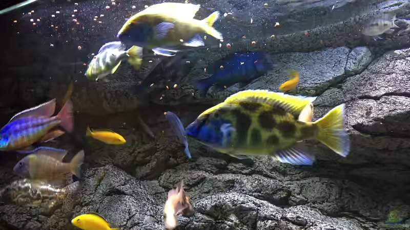 Aquarium Malawi Purkersdorf von Purki (30)