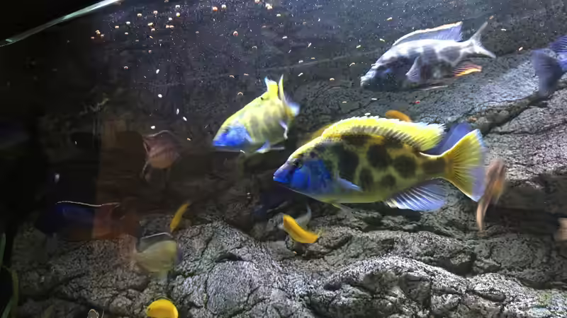 Aquarium Malawi Purkersdorf von Purki (31)