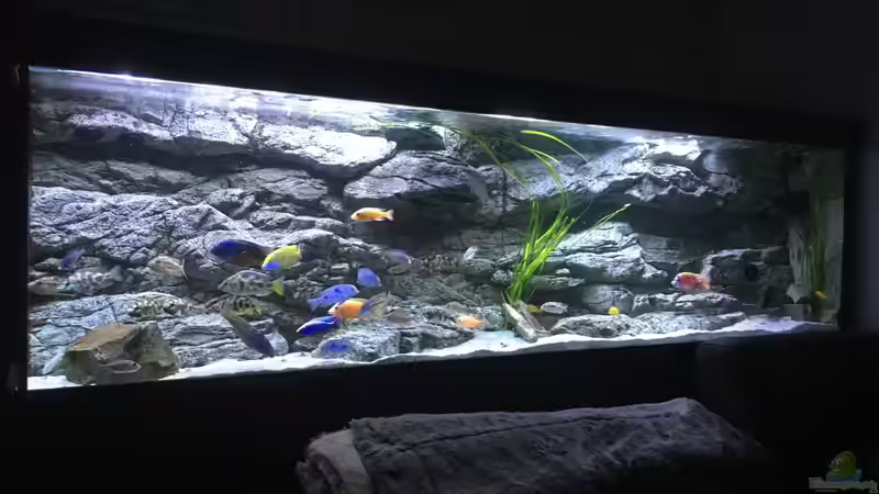 Aquarium Malawi Purkersdorf von Purki (32)