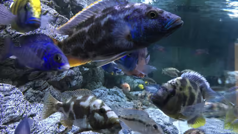 Aquarium Malawi Purkersdorf von Purki (33)