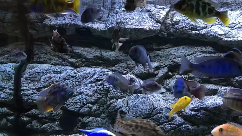 Aquarium Malawi Purkersdorf von Purki (34)